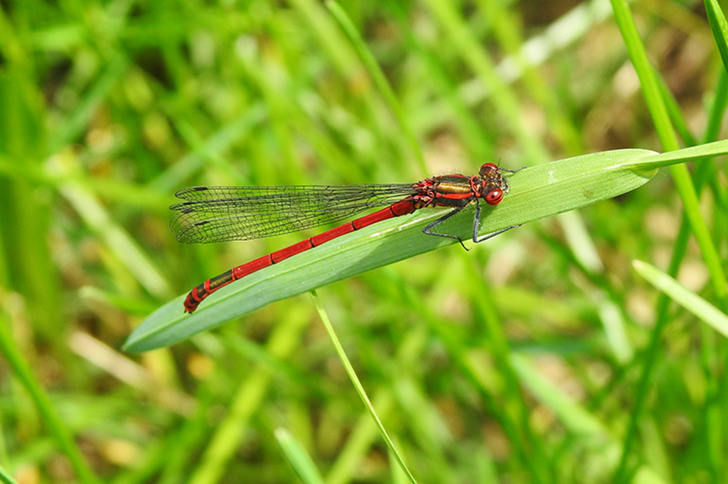 Pyrrhosoma nymphula